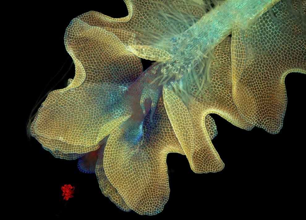 �������� ������� ��� ��������������� �������, ���� ������