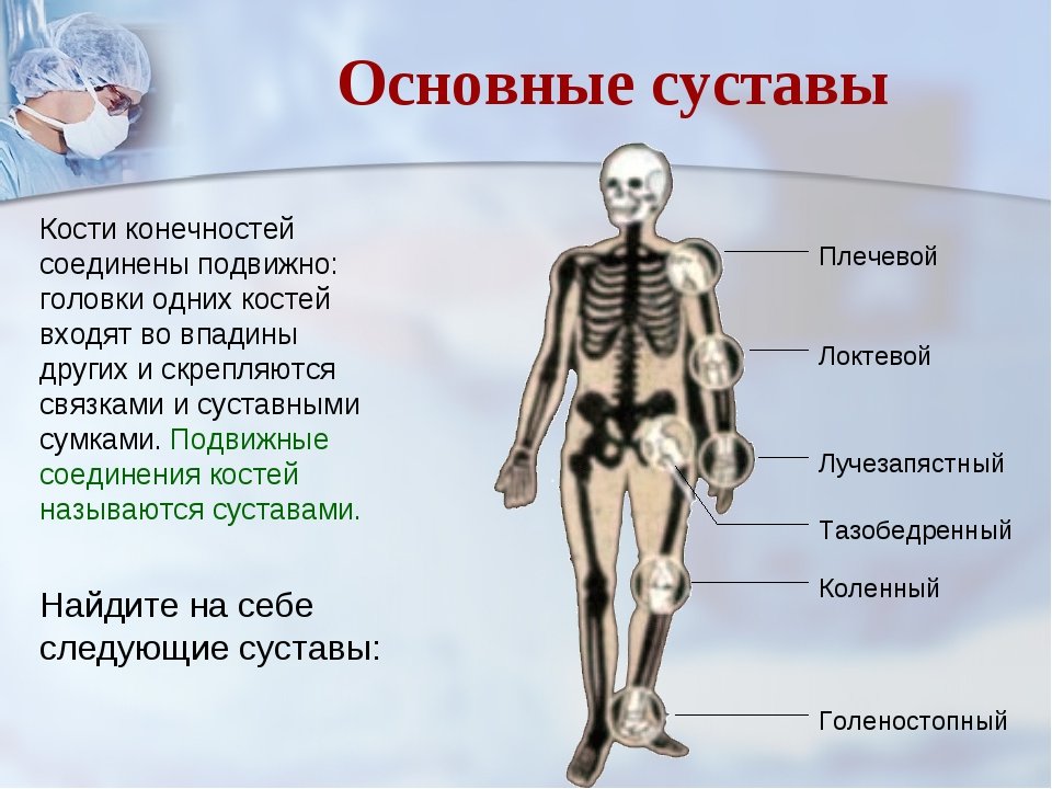 название костей и суставов в картинках очень любят болей