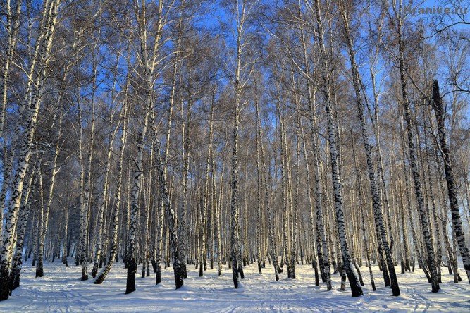 зимняя березовая роща фото