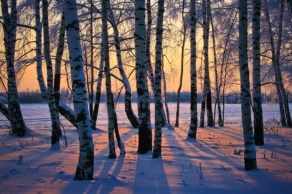 карельская береза зима фото