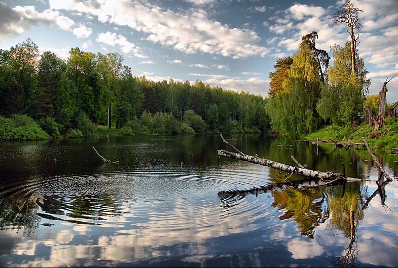 природа лето река лес озеро фото