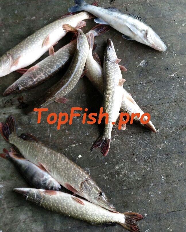 ловля щуки фото