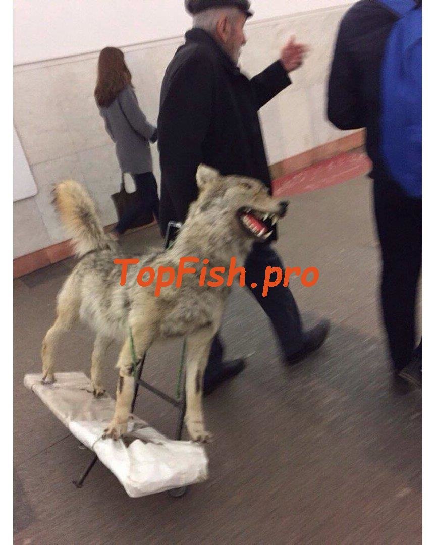 волк чучело фото