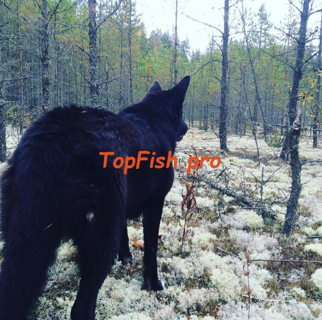 карпатский волк черный фото