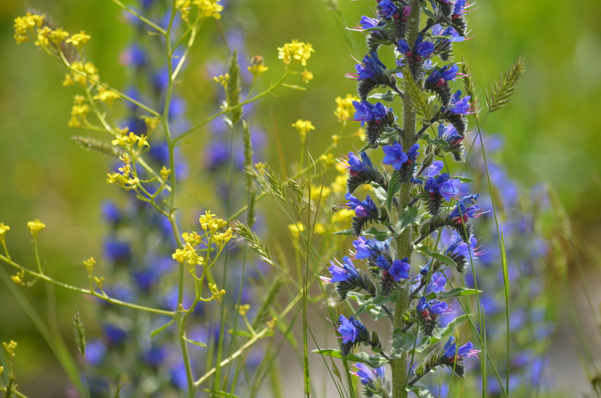 синяк обыкновенный echium vulgare l фото