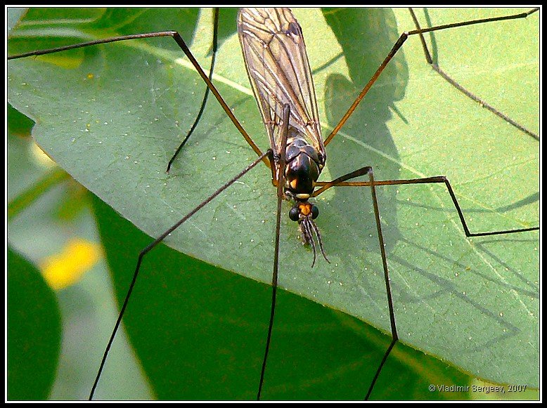 Комарик
#bbc1 #green #insect #macro #nature #summer #wws001 #весна #дача #зеленый #комар #комарик #конкурс #лето #лист #май #макро #макросъемка #маленький #насекомое #насекомые #природа #растение #растения #сад