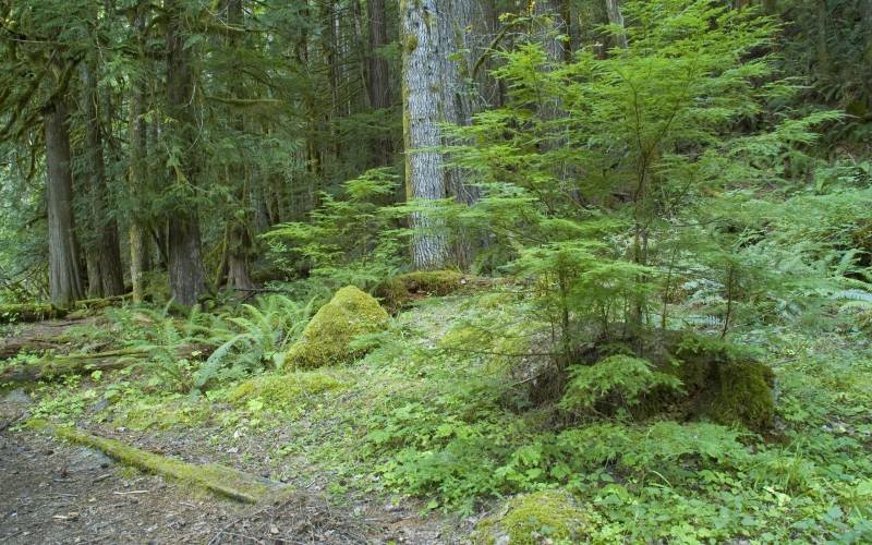 Бесплатно широкоформатные обои на рабочий стол