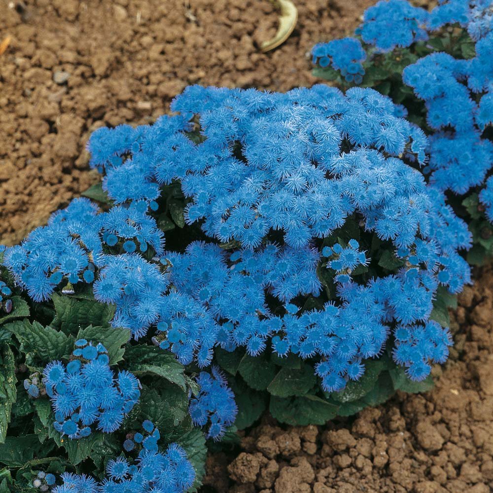 цветы голубого цвета для клумбы