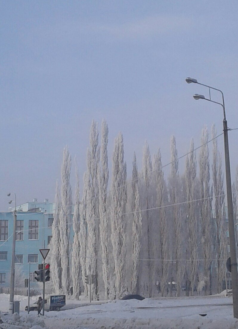 тополь зимой фото