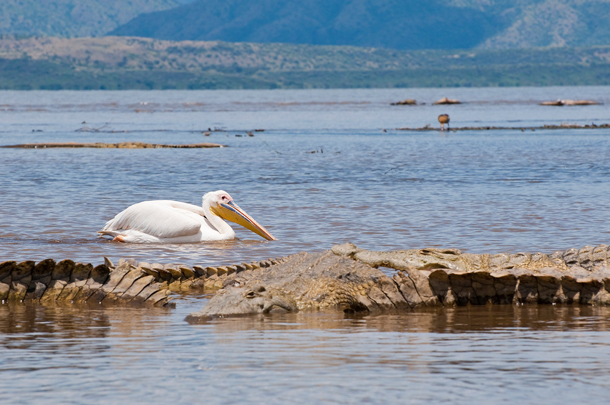 розовый пеликан pelecanus onocrotalus фото