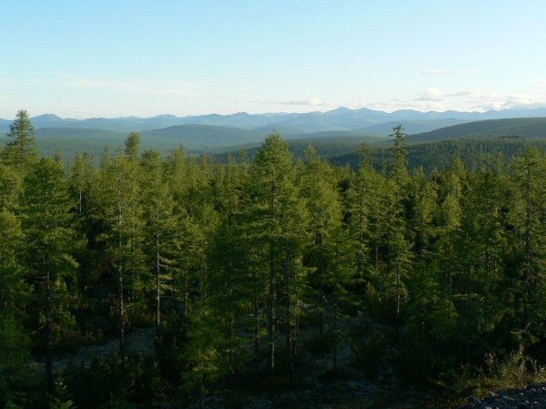 зона тайги картинки фото