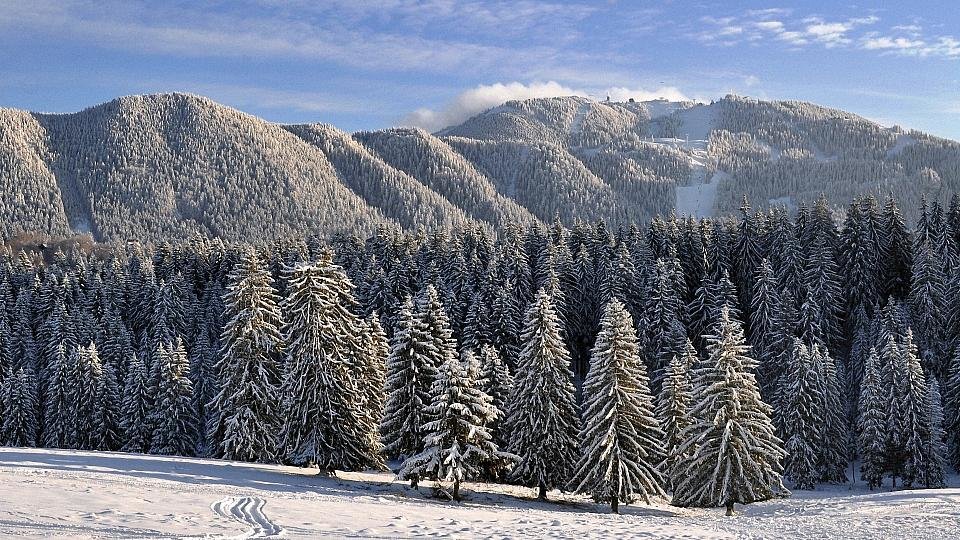 горная шория кедр фото