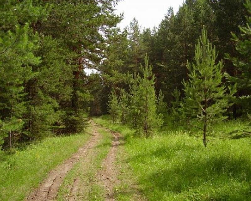 лесная дорога фото