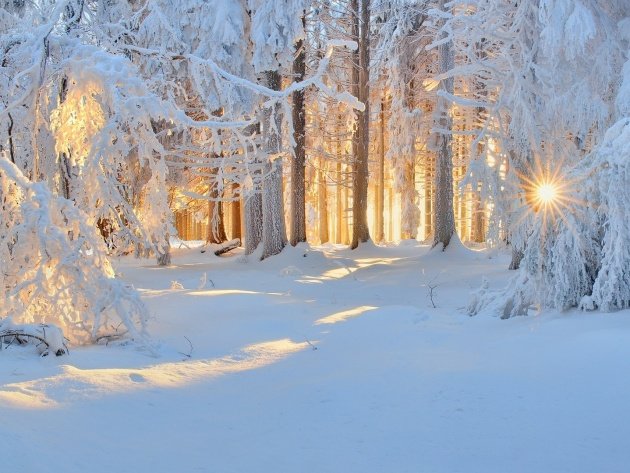 в зимнем лесу фото