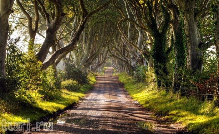 аллея дарк хеджес ирландия фото