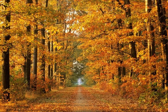Осенний Лес Фото Реальные Без Фотошопа