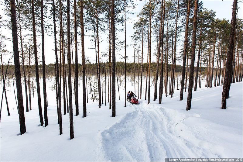няганьская тайга фото