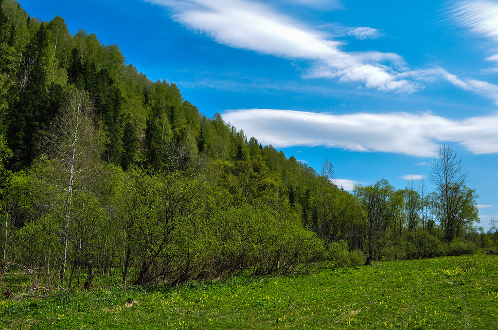 лес тайга картинки фото