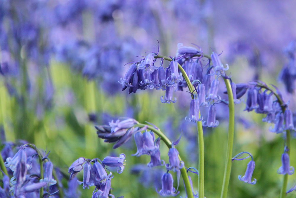 bluebell фото