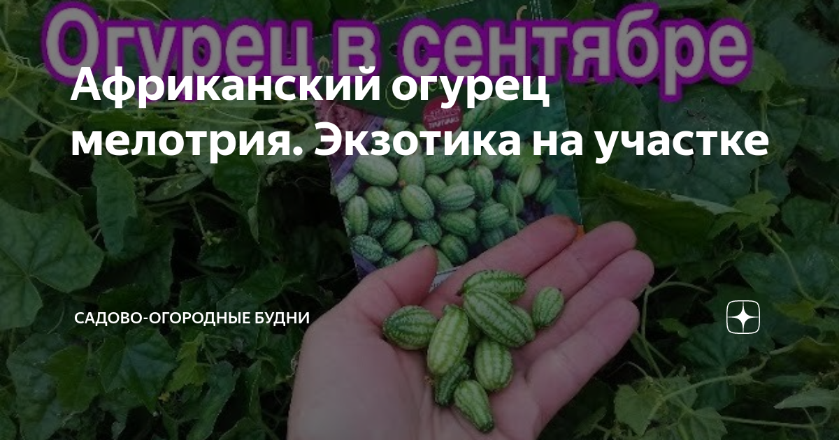 мелотрия фото