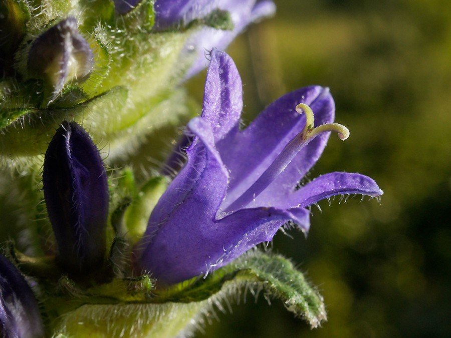 колокольчик жёстковолосистый (campanula cervicaria l.) фото