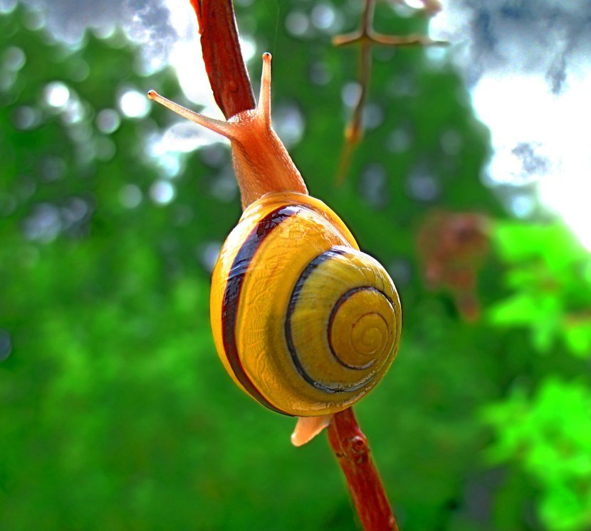 helix aspersa улитка фото