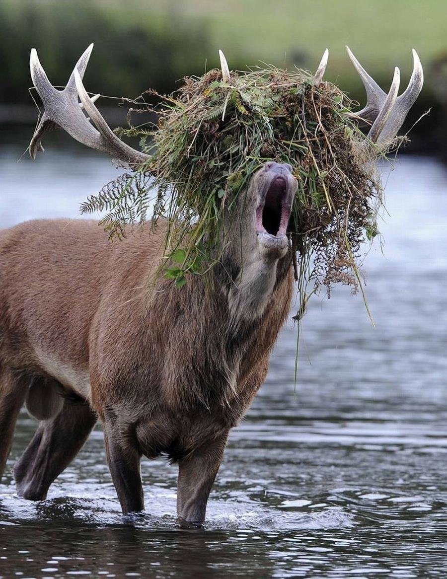 �������� ���� ������, ��������