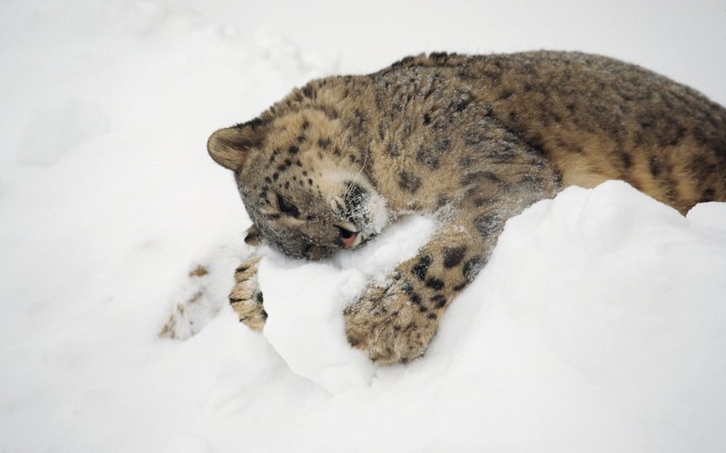 снежный барс фото