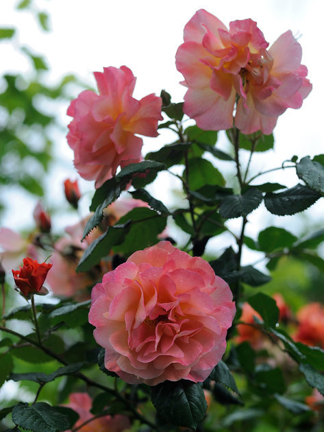 rose barock (rosen tantau, 1999) роза барок фото