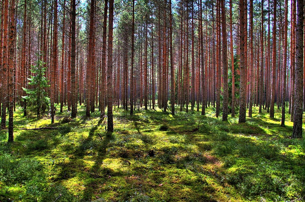 сосновый лес картинки фото