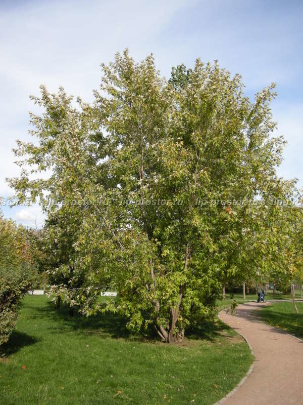 береза даурская (betula dahurica) фото