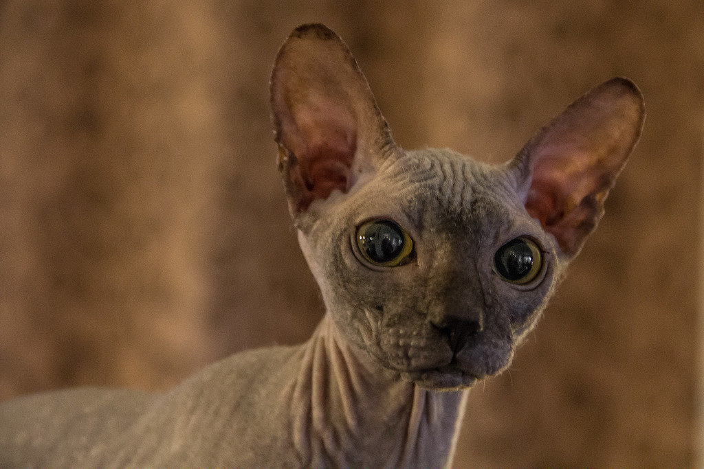 ������� ������ ���� � ������� ������������ �������� �������