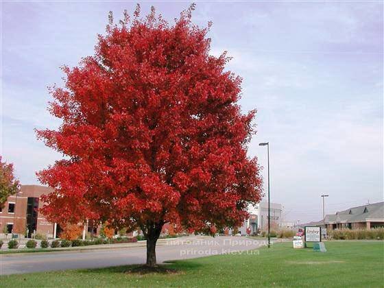 клен красный acer rubrum фото