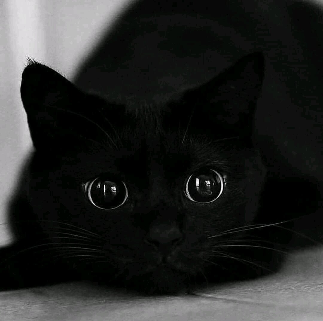 котики черный фото