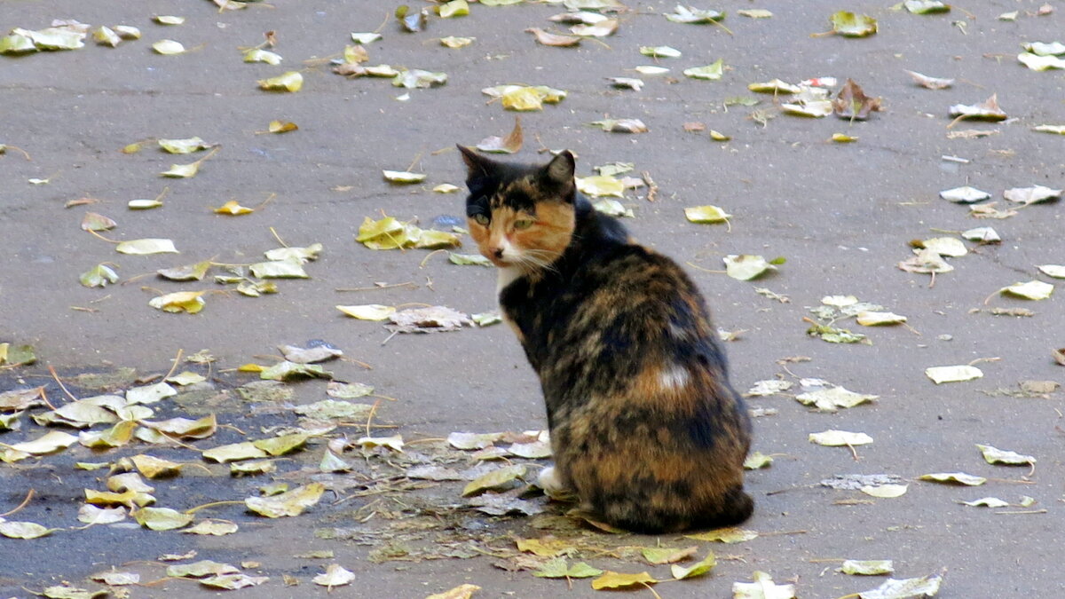 трёхцветная кошка фото