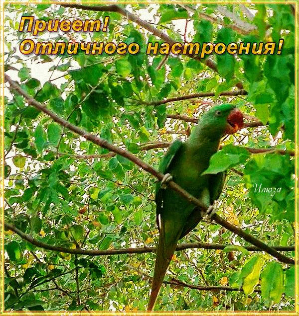 Привет ! Отличного настроения !