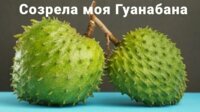 гуанабана фото