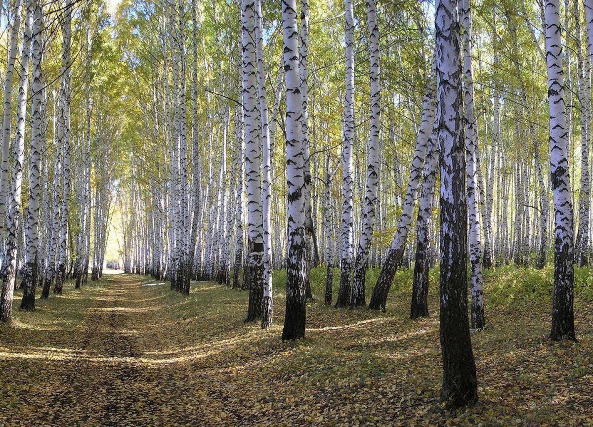 роща березовая фото