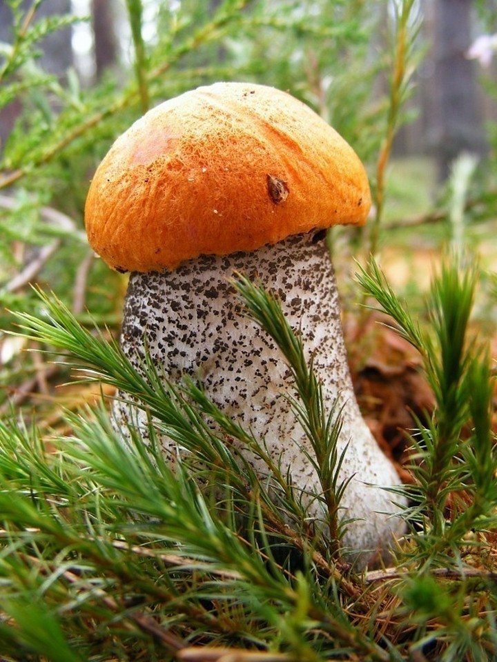 красивые фото грибов в лесу супер