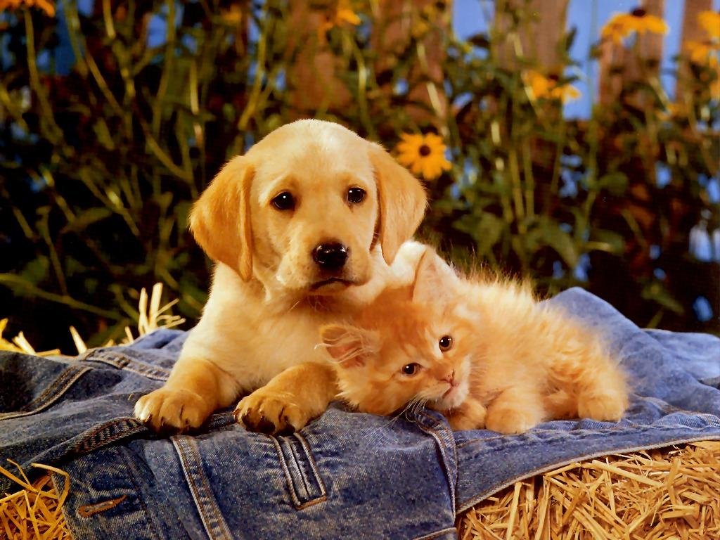 Картинки собаки красивые и кошки
