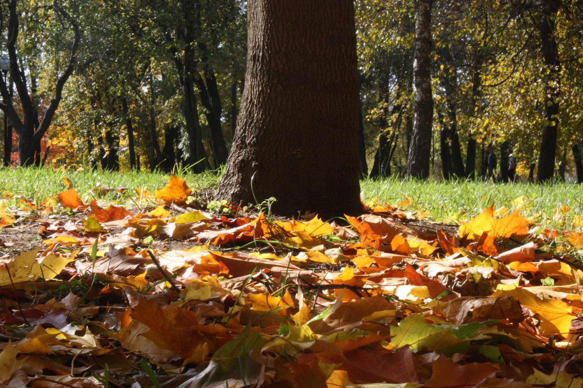 Осень наступила картинки фото