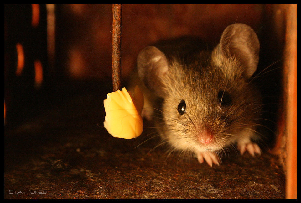 ���� �������� ��������