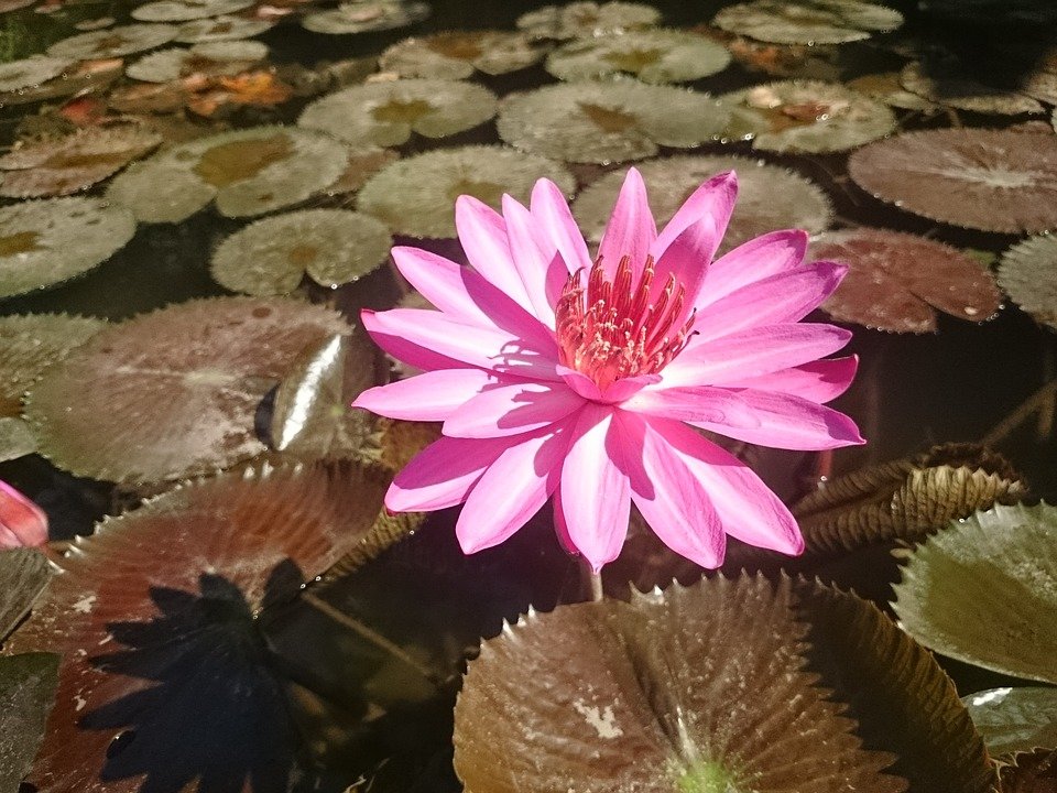 водяная лилия фото
