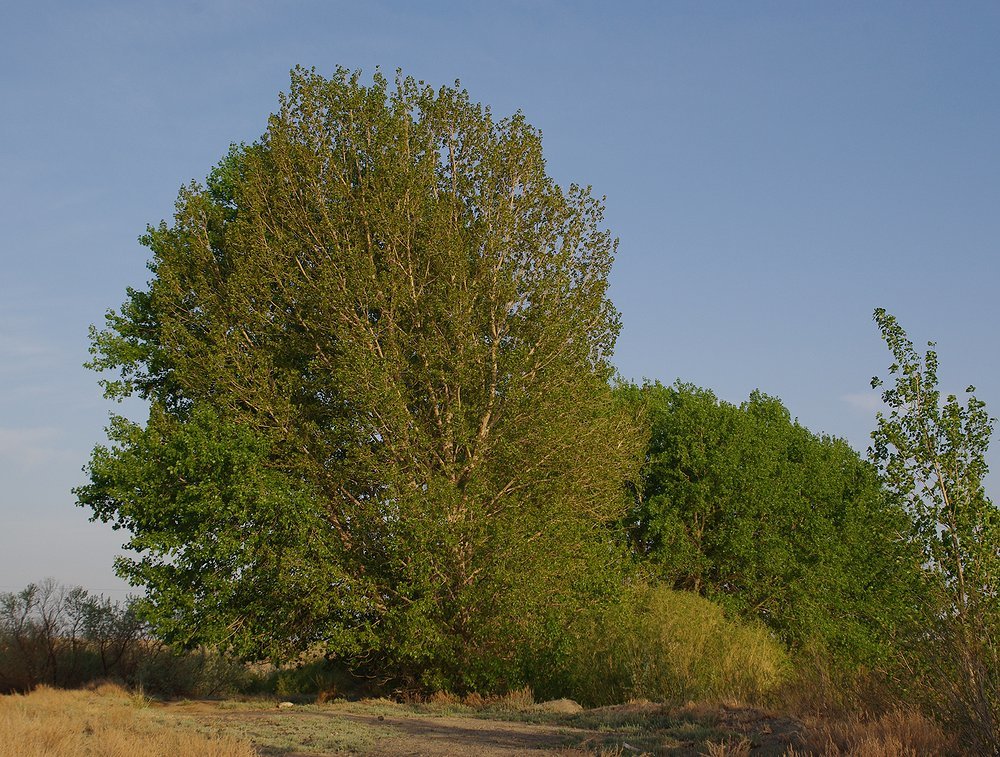 береза пушистая betula pubescens фото