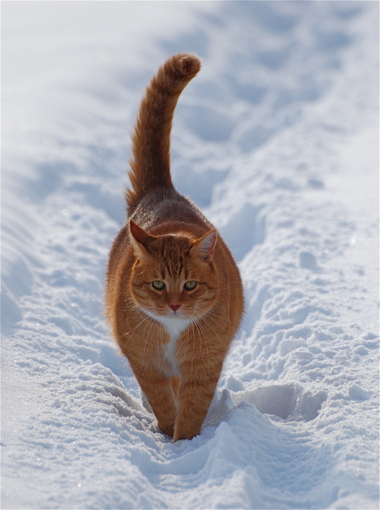Кот идет домой по снегу