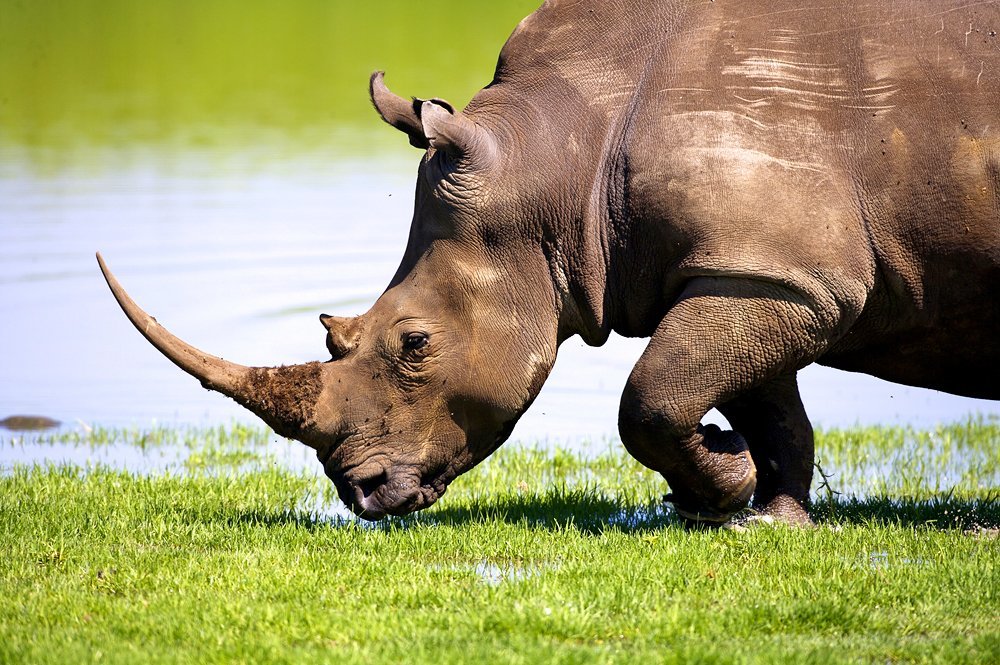 Носорог фото в картинках