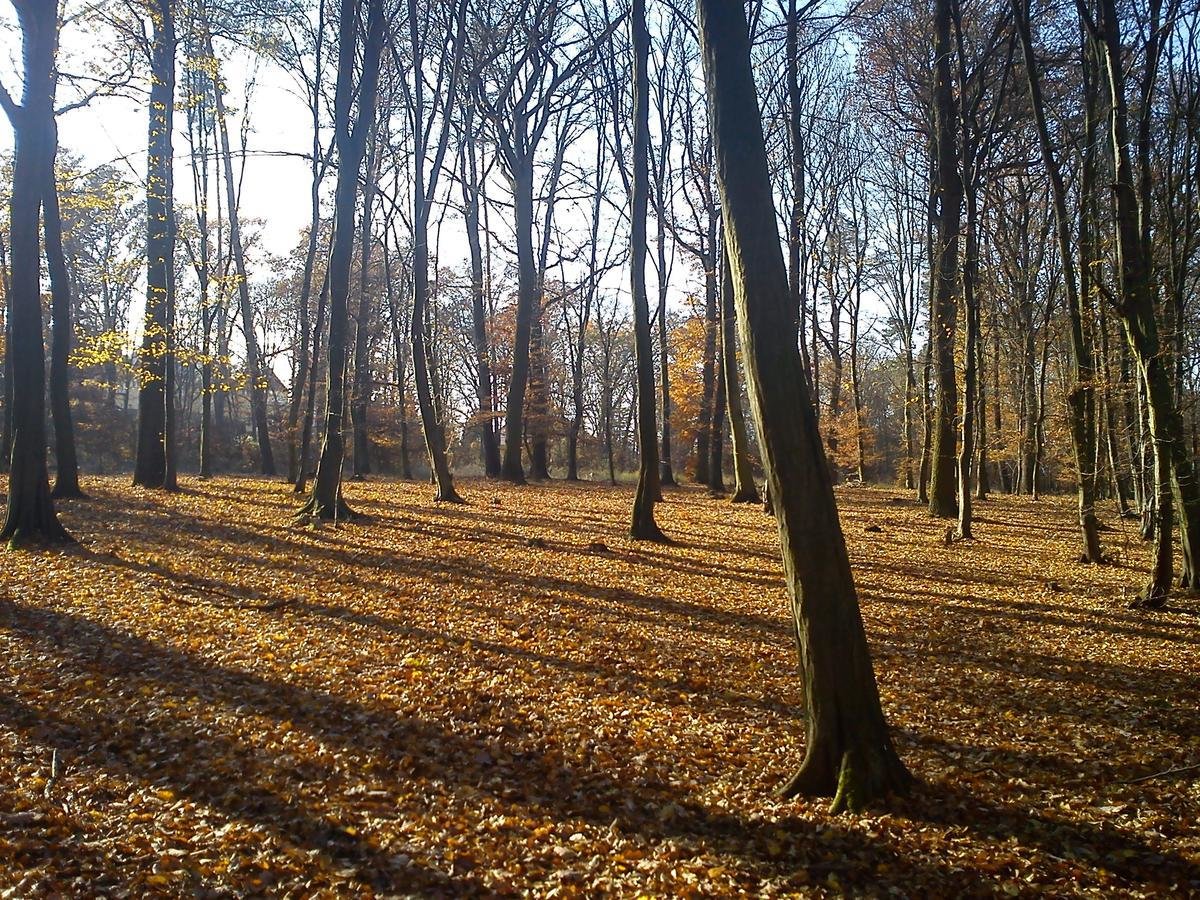 кунратицкий лес фото