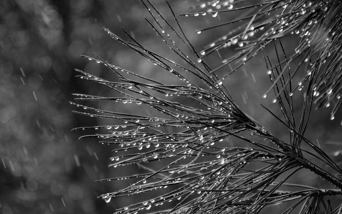 черно белый дождь фото