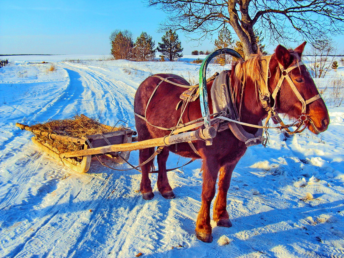 лошадь запряженная в сани фото