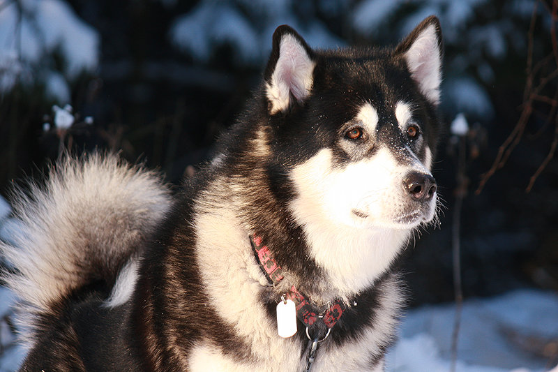 ������ ������� ������ ���� ����� ����